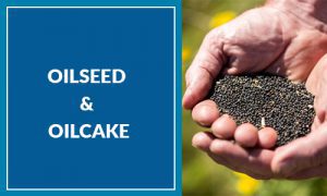 OILSEED-OILCAKE
